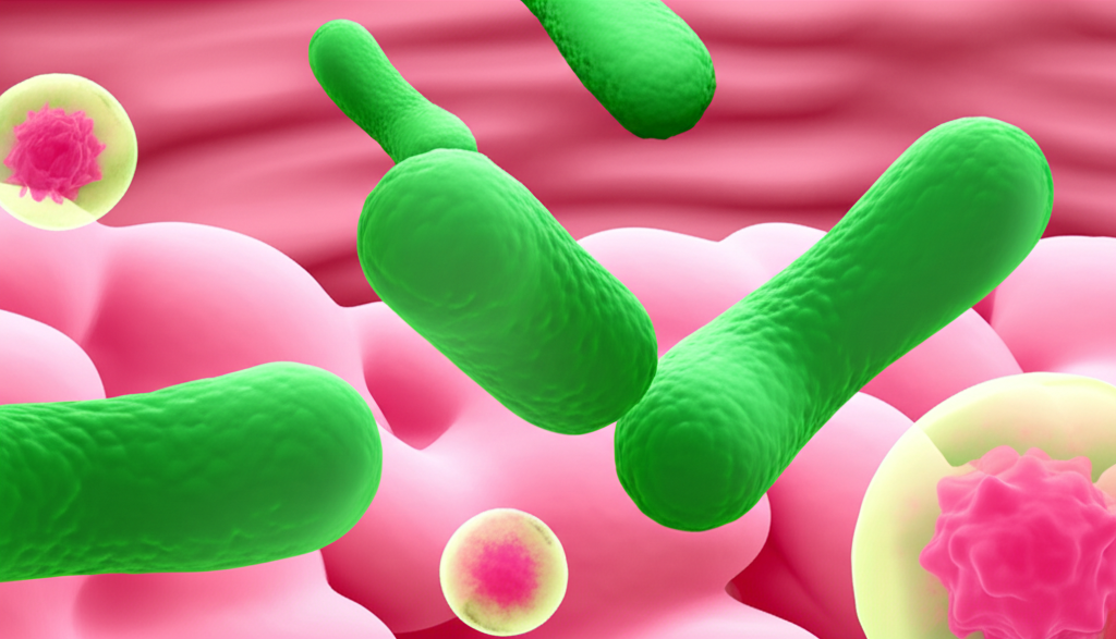 Bifidobacterium longum กับโปรไบโอติก: กลไกภูมิคุ้มกันที่คนรักสุขภาพกำลังสนใจ - Main Cover Image